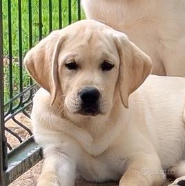 Cuccioli Labrador da allevamento
