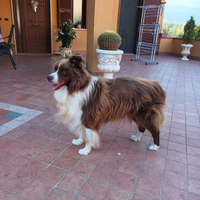 Border collie per cucciolate