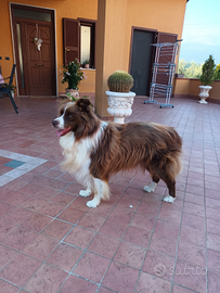 Border collie per cucciolate