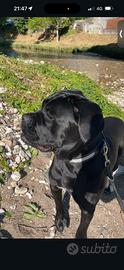 Cane corso