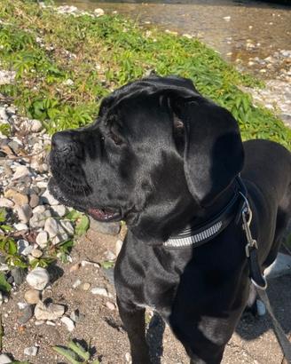 Cane corso