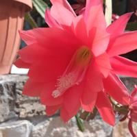 talea epiphyllum rossa - pianta grassa