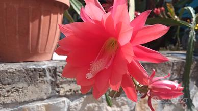 talea epiphyllum rossa - pianta grassa