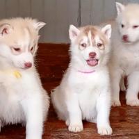 Cuccioli di siberian husky con pedigree Enci