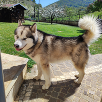 Alaskan Malamute disponibile per monta