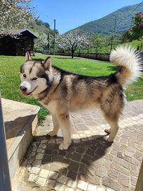 Alaskan Malamute disponibile per monta