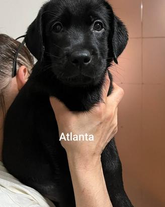 Cucciolata labrador retriever neri