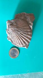 Fossile di conchiglia bivalve