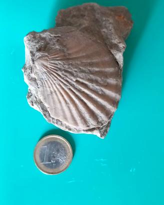 Fossile di conchiglia bivalve