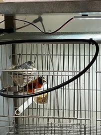 Cardinalini