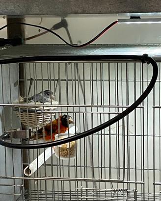 Cardinalini