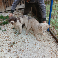 Lagotto romagnolo x accoppiamento
