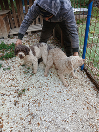 Lagotto romagnolo x accoppiamento