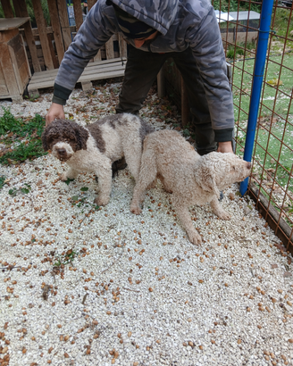 Lagotto romagnolo x accoppiamento