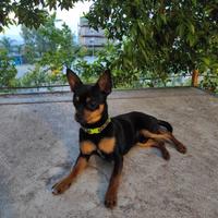 Pinscher chihuahua disponibile per monta