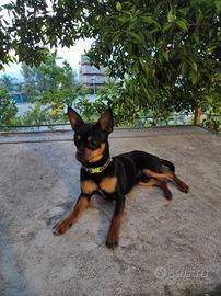 Pinscher chihuahua disponibile per monta