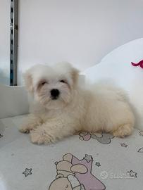 Maltese koreano