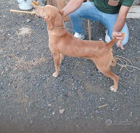 Cane da cinghiale