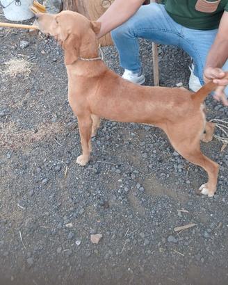 Cane da cinghiale