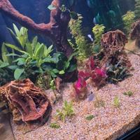 Acquario nanotank 60l