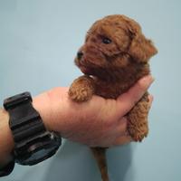 Barboncino mini toy red