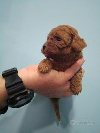 Barboncino mini toy red