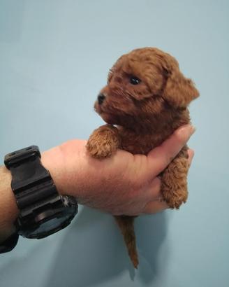 Barboncino mini toy red