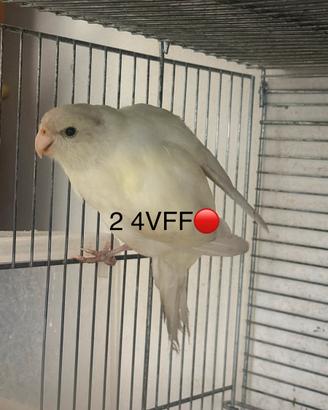 Kakariki