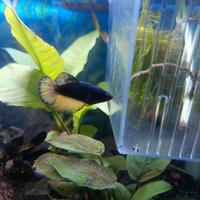 Betta Femmina