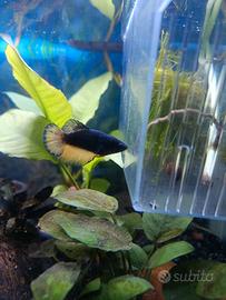 Betta Femmina