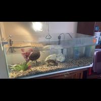 Acquario + tartarughe