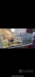 Acquario + tartarughe