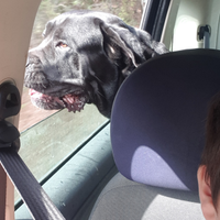 Cane Corso
