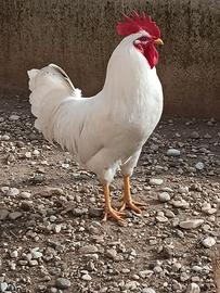 gallo livornese 