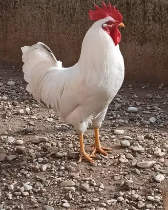 gallo livornese 