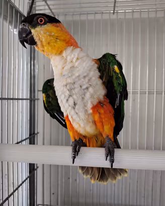 Caicco testa nera