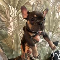 Cucciolo di bulldog francese tan