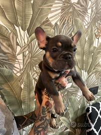 Cucciolo di bulldog francese tan