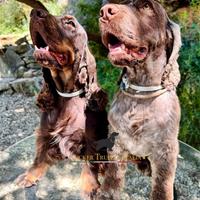 Cocker spaniel fegato roano disponibile per monte