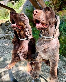 Cocker spaniel fegato roano disponibile per monte