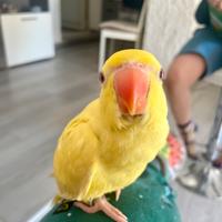 Parrocchetto dal collare allevato a mano