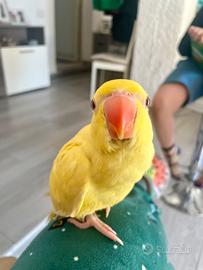 Parrocchetto dal collare allevato a mano