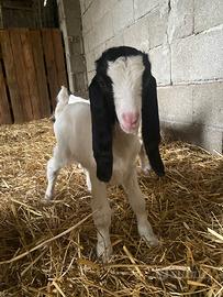 Capretti maltesi in purezza