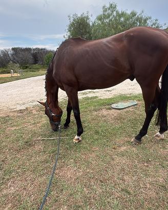 Cavallo per passeggiate