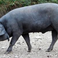 Verro da riproduzione Nero Casertano