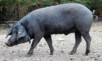 Verro da riproduzione Nero Casertano