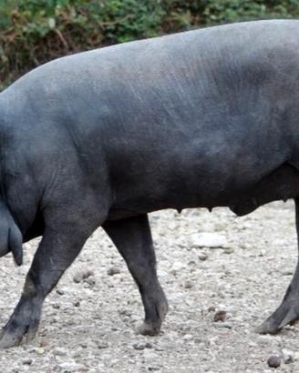 Verro da riproduzione Nero Casertano