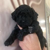 Barboncino nano