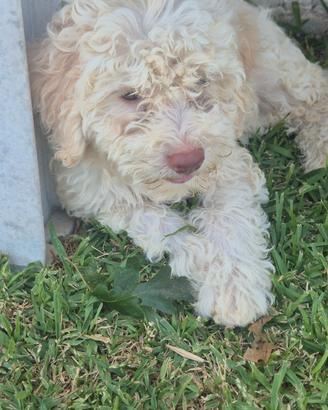 Lagotto romagnolo