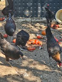 anatroccoli galletti anatra muta maschio 